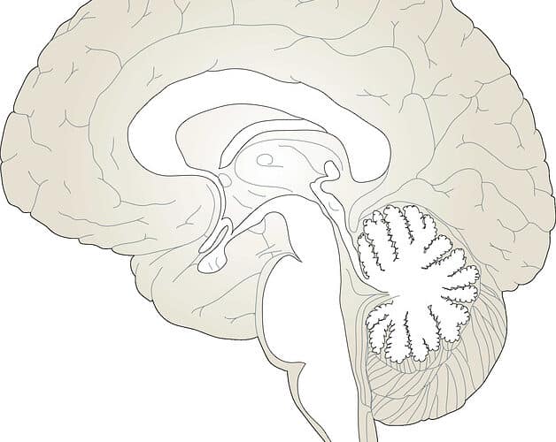 Brain 150935 640