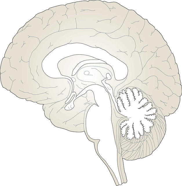 brain 150935 640