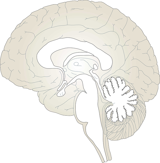 brain-150935_640.png