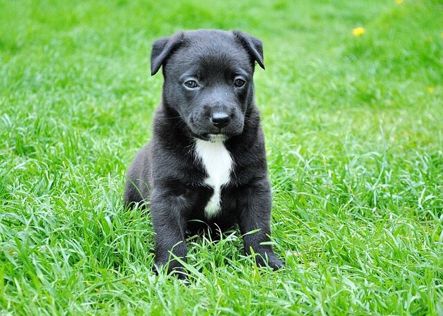 dog 280332 640
