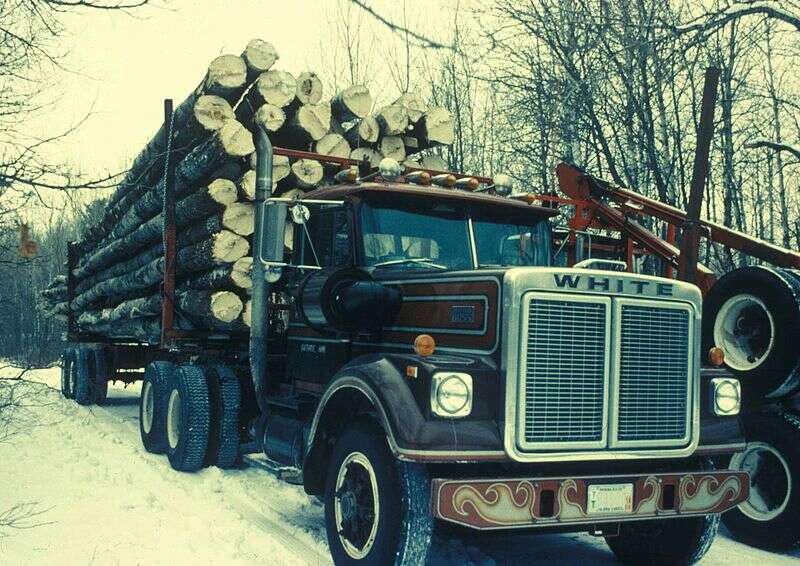 800px A truck carries many aspen cut trees