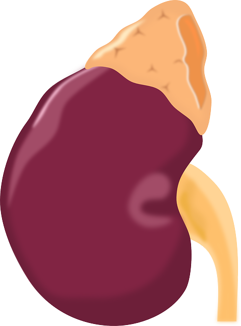 kidney-159117_640.png