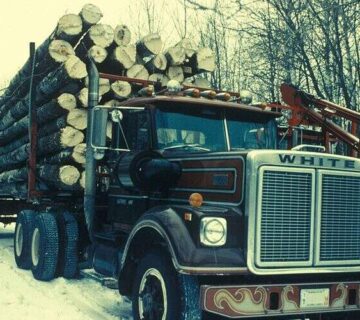 800px A truck carries many aspen cut trees 800x500