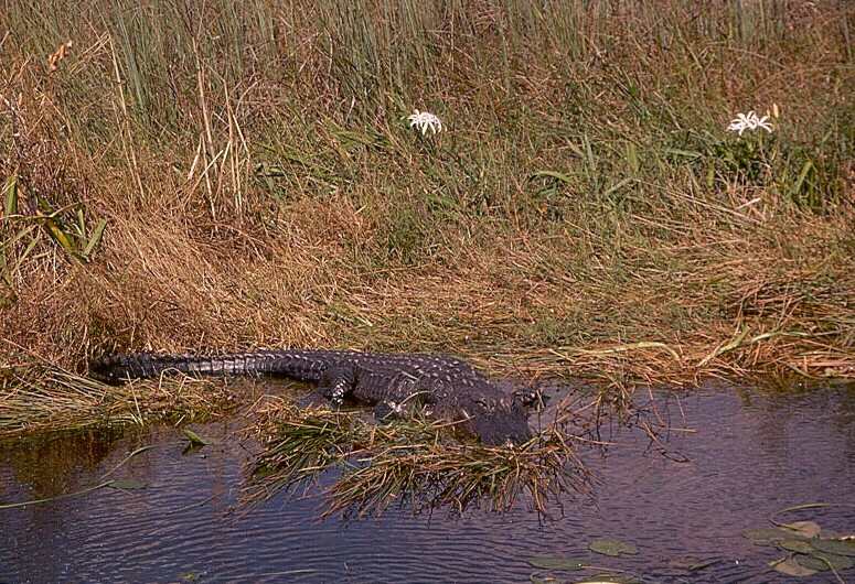 Alligator1