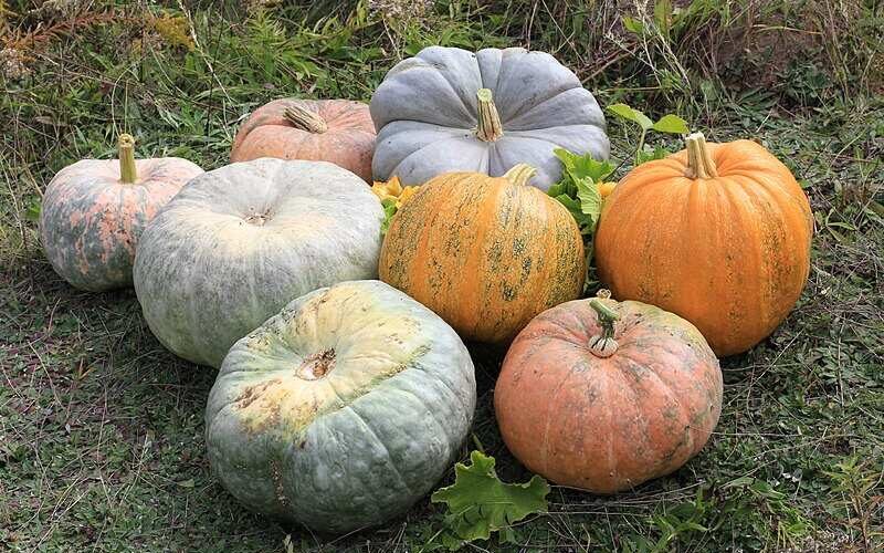 800px Cucurbita 2011 G1