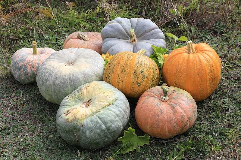 800px Cucurbita 2011 G1