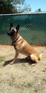 Python a military working dog in Guantanamo