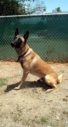 Python a military working dog in Guantanamo