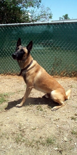 Python a military working dog in Guantanamo
