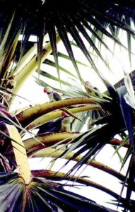 382px Psittacula eupatria   three in palm tree 191x300