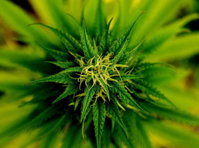marijuana 101796 640
