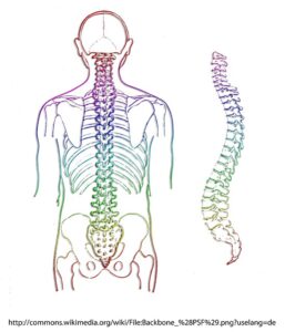 spine 257870 640