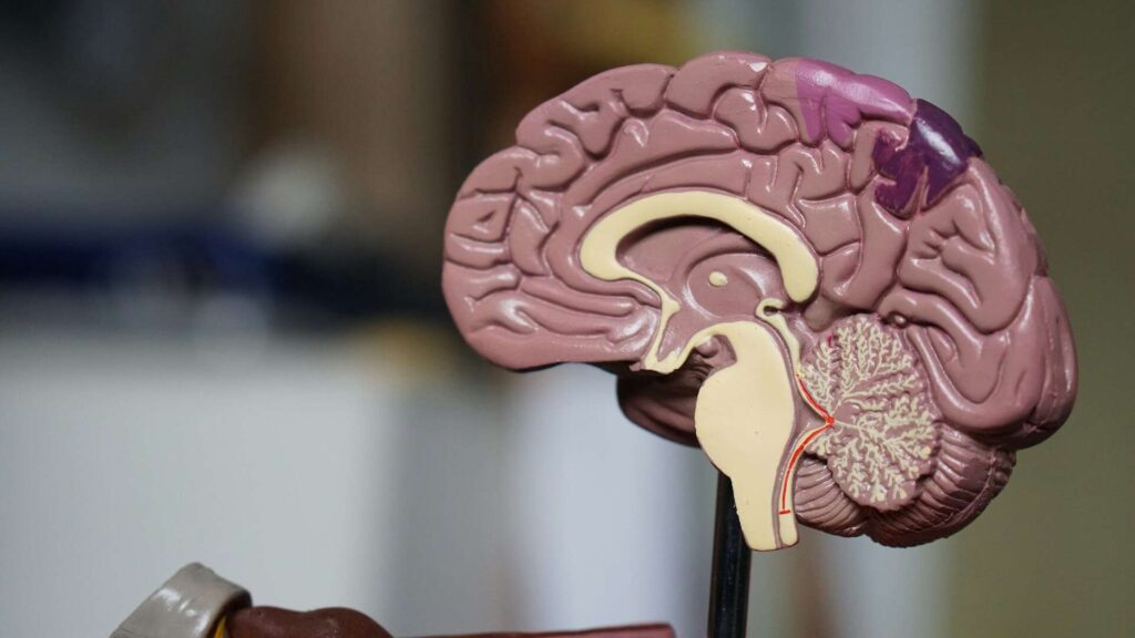 Homestead FL Brain Injury Lawyers