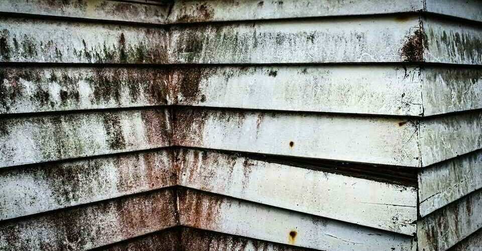 What to Do If You Have Mold in Your Apartment 960x500