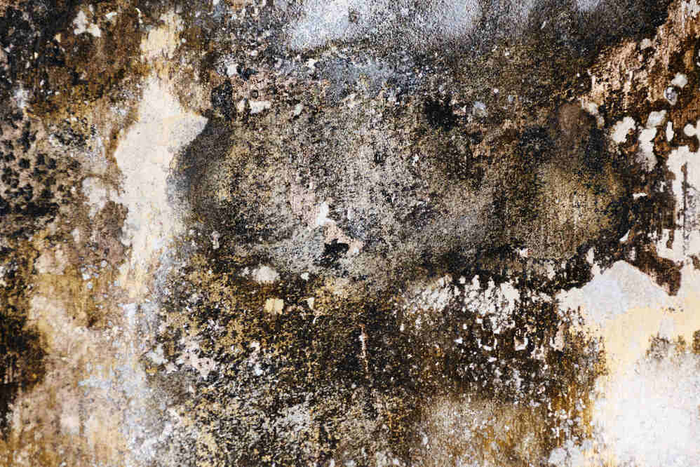 Mold in Apartments in Miami