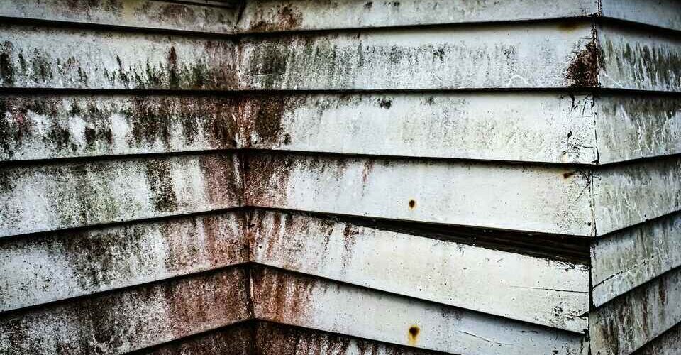 What to Do If You Have Mold in Your Apartment