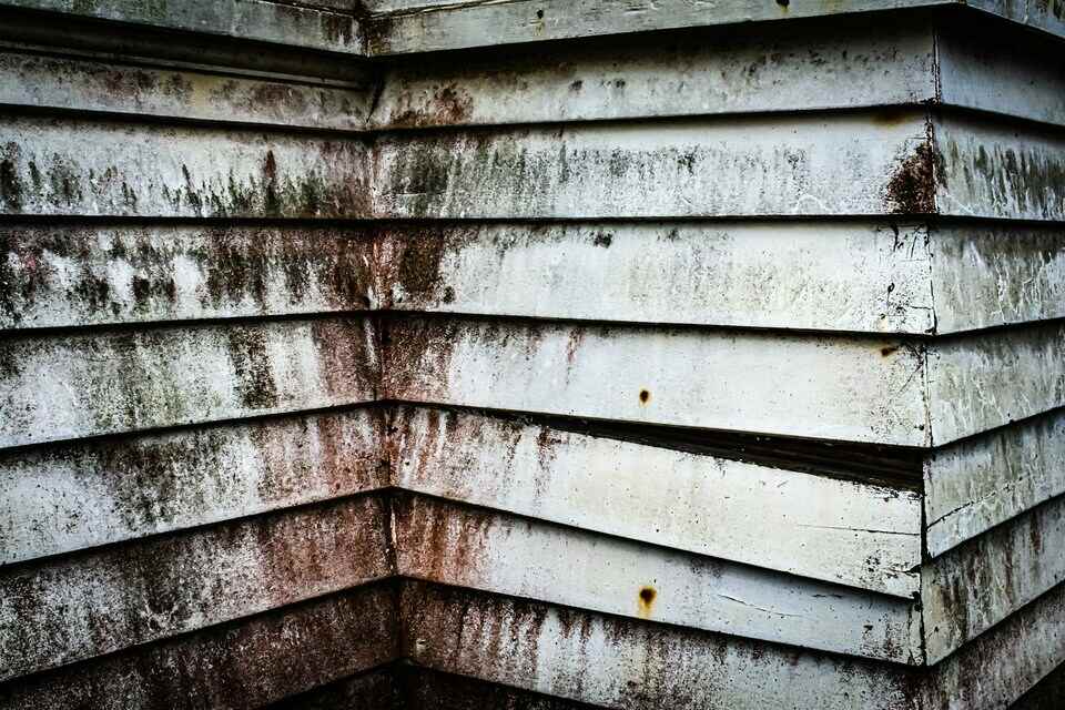 What to Do If You Have Mold in Your Apartment