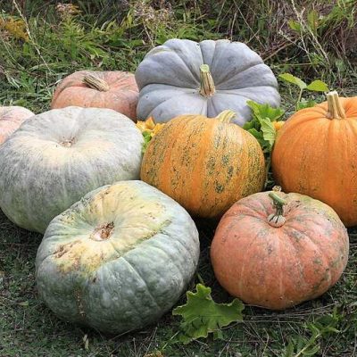 800px-Cucurbita_2011_G1