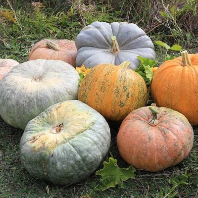 800px Cucurbita 2011 G1