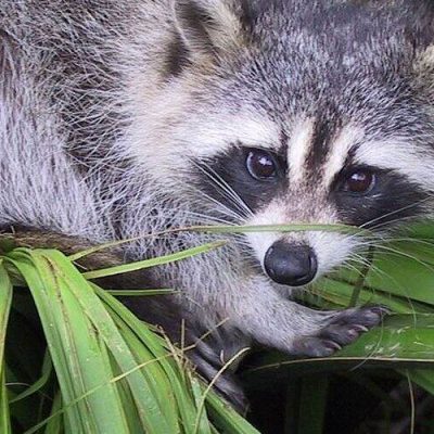 800px Raccoon procyon lotor 800x500 1