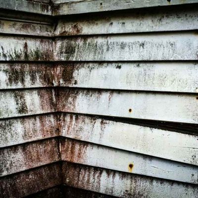 What to Do If You Have Mold in Your Apartment